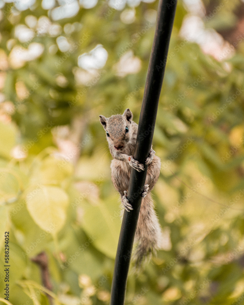 Fototapeta premium squirrel on tree