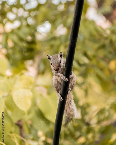 squirrel on tree