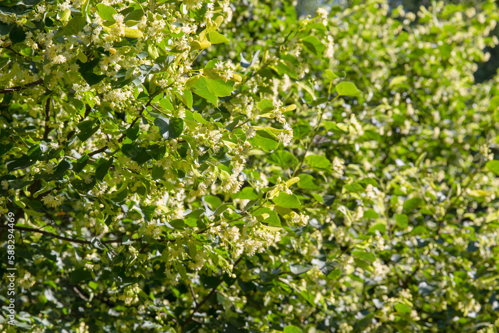 Blooming linden tree as background,  lime tree branches in blossom. Linden flowers are ingredient for herbal tea..
