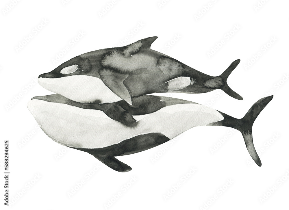 Fototapeta premium watercolor whale killer cute ocean animal. Watercolor cute whale killer. Hand painting postcard with whale isolated white background. Cute ocean animals.