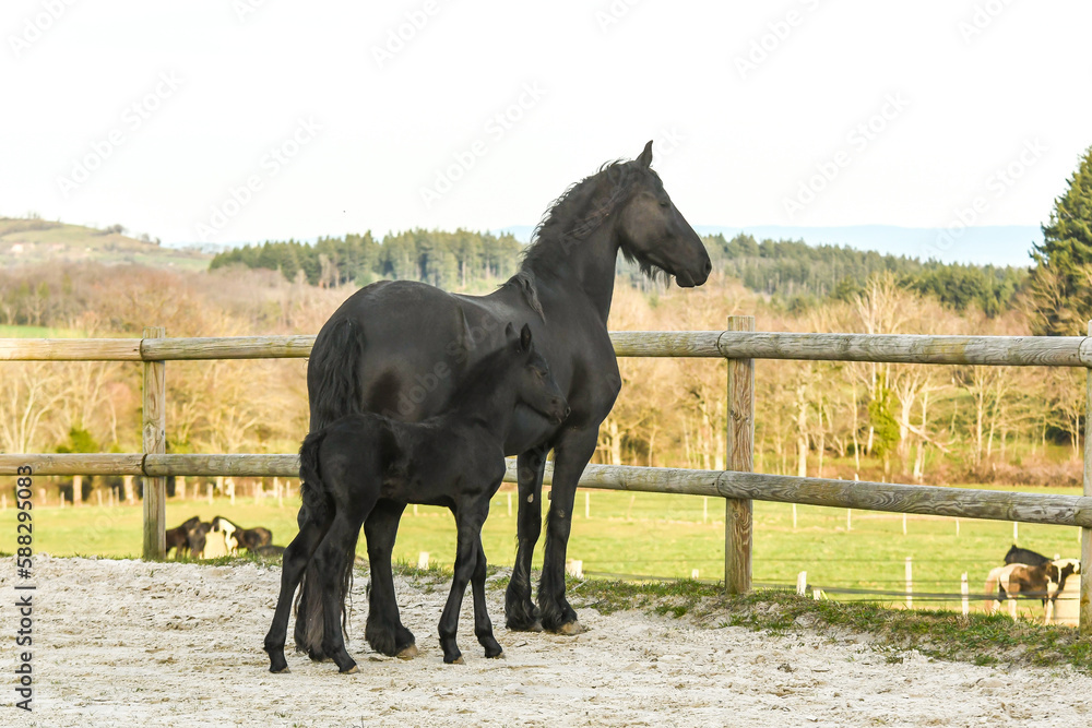 Cheval et son poulain de race frison dans la nature Cheval et son poulain de race frison dans la nature