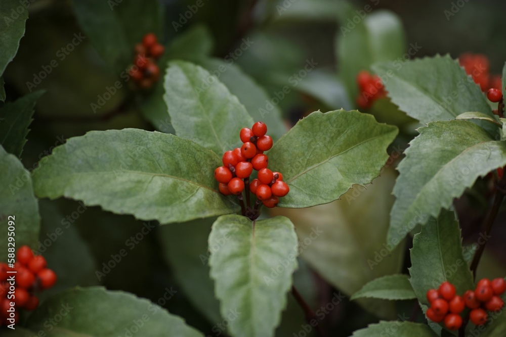 Closeup of a Sarcandra glabra plant with its red berries - perfect for backgrounds Closeup of a Sarcandra glabra plant with its red berries - perfect for backgrounds