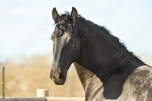 Cheval noir de race frison dans un élevage