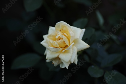 Closeup shot of a single white rose