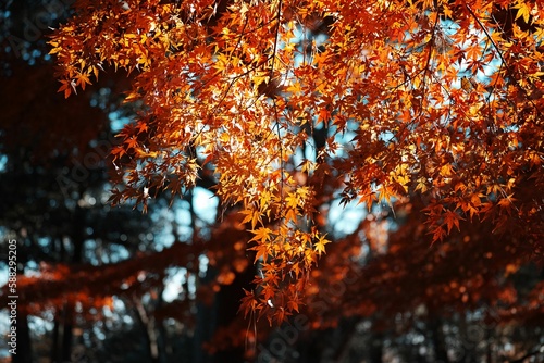 Low angle shot of autumn tree leaves