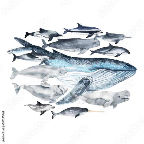 Photography Watercolor cute whale set