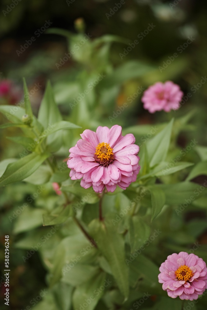 Obraz premium Closeup shot of the pink flower with green leaves