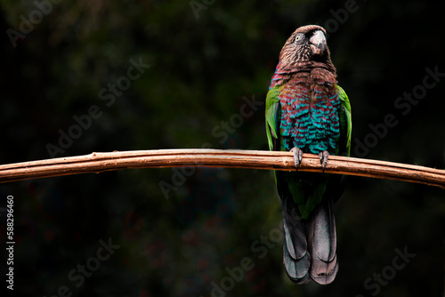 Фотография Parrot in the ornithological park of Foz Do Iguacu