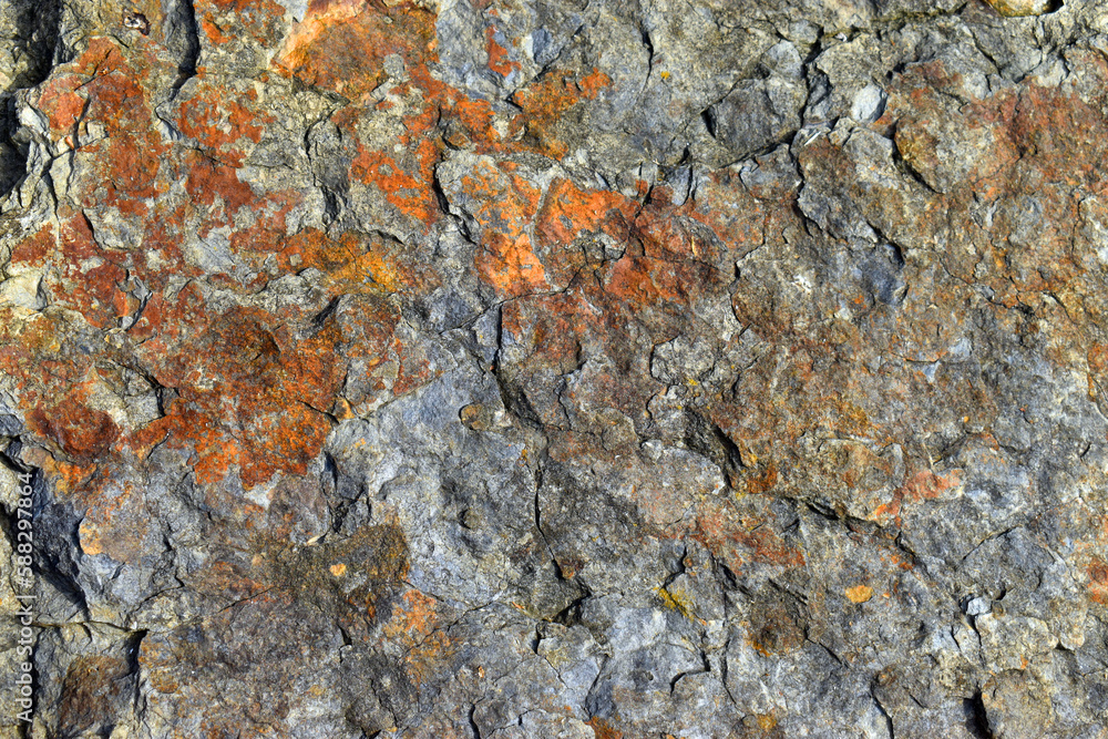 Naklejka premium Sedimentary slate from the Cretaceous (Valanginian). 135 mya