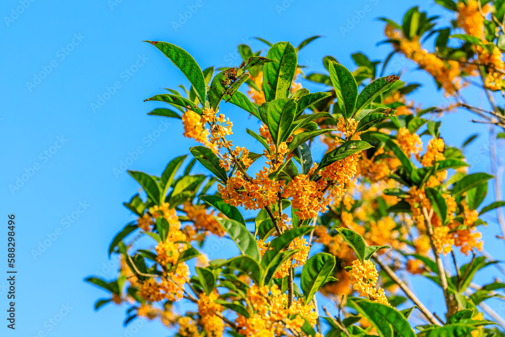 Fototapeta premium Beautiful osmanthus blooms on the osmanthus tree