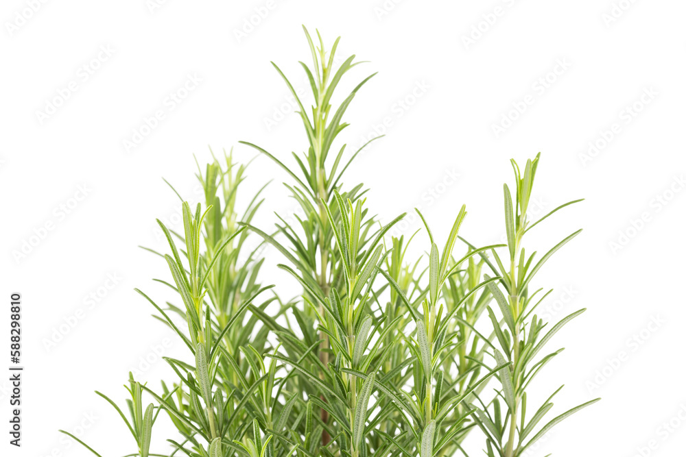 Fototapeta premium Branches of rosemary on a white background