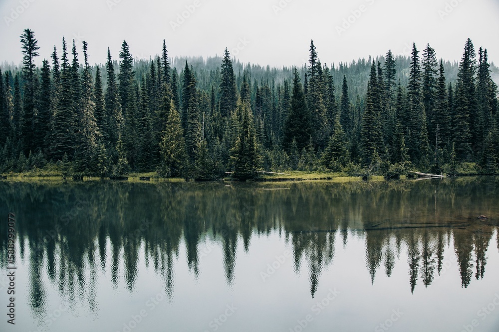 Beautiful forest with green coniferous trees on the lakeside.