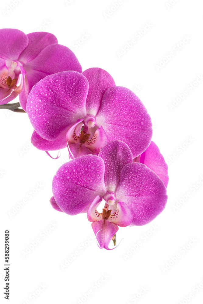 Obraz premium orchid pink flower with water drops