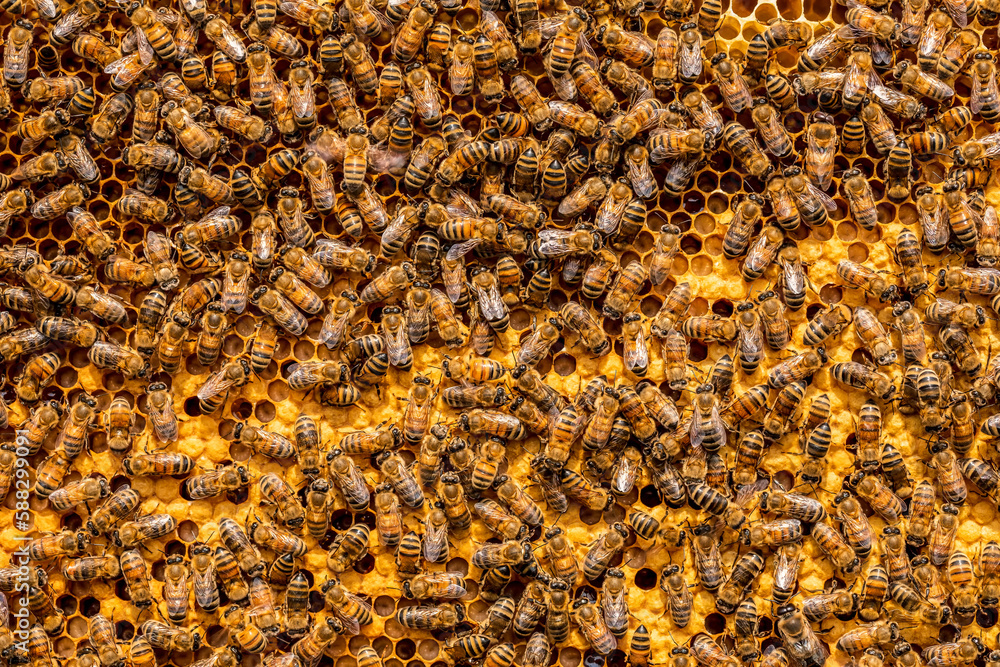 Close up of bees on hive honeycomb. Bees and honeycomb background. Close up of bees on hive honeycomb. Bees and honeycomb background.