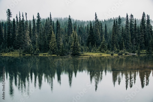 Beautiful forest with green coniferous trees on the lakeside.