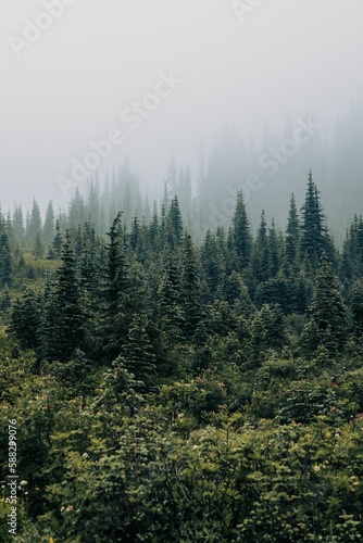 Vertical shot of the beautiful forest with green coniferous trees covered in mist.