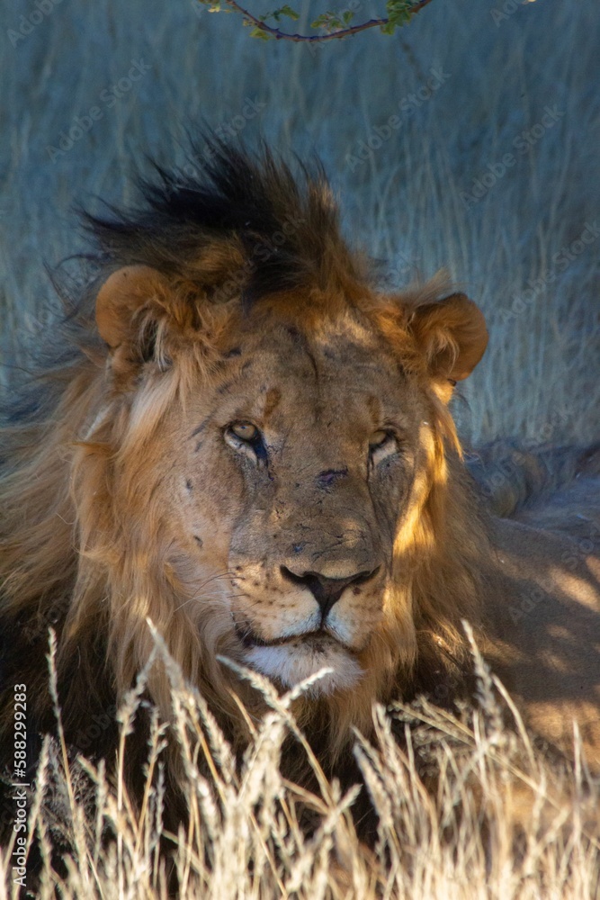 Fototapeta premium Lion lying down at the shade of the tree in the wild