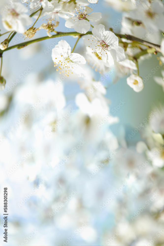 Lovely white cherry blossom frame at light blue background with petals bokeh. Outdoor