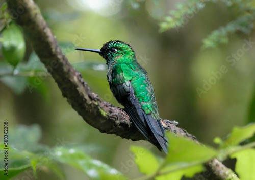 Emerald Green Hummingbird