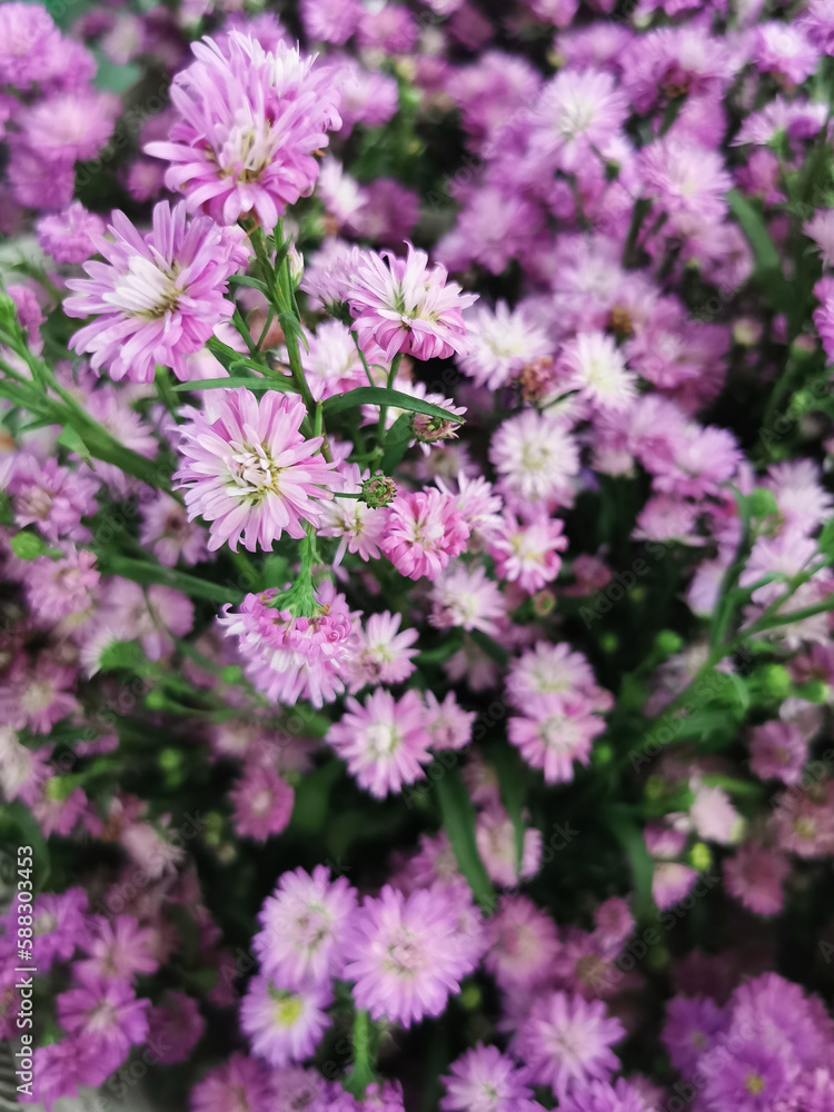 Freshly cut purple aster flowers sold at flower shop