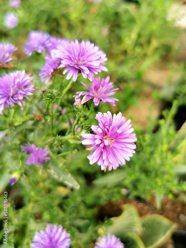 Blooming purple aster flowers with green leaves as background