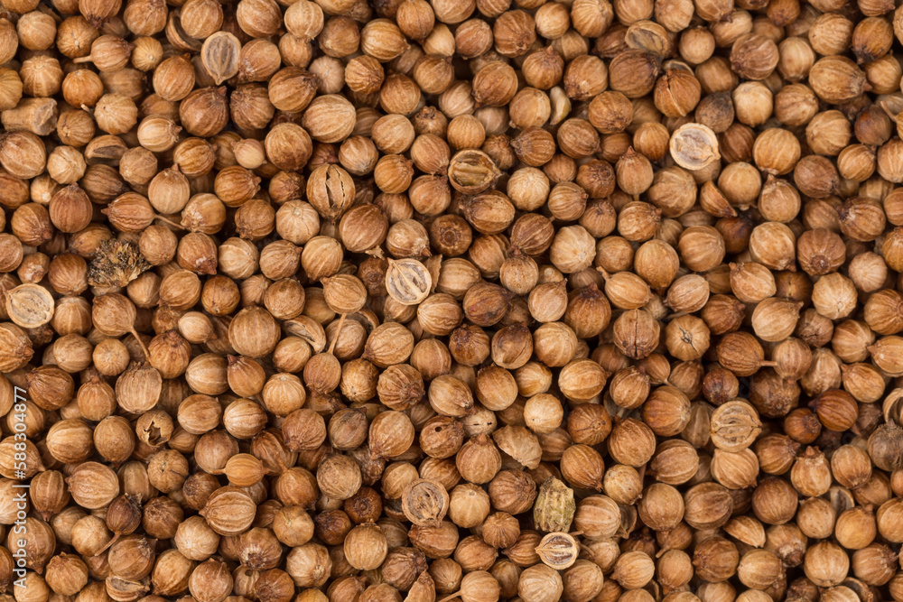 Close up of dried coriander seeds Close up of dried coriander seeds