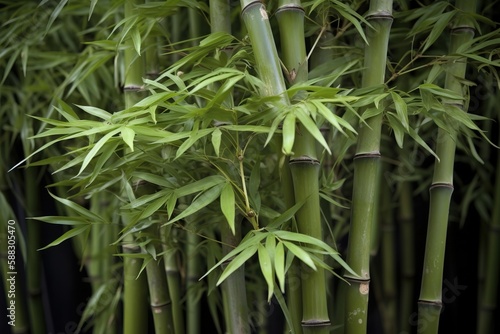  a close up of a bunch of green bamboo plants with leaves on it s stems  with a black background and a black background.  generative ai