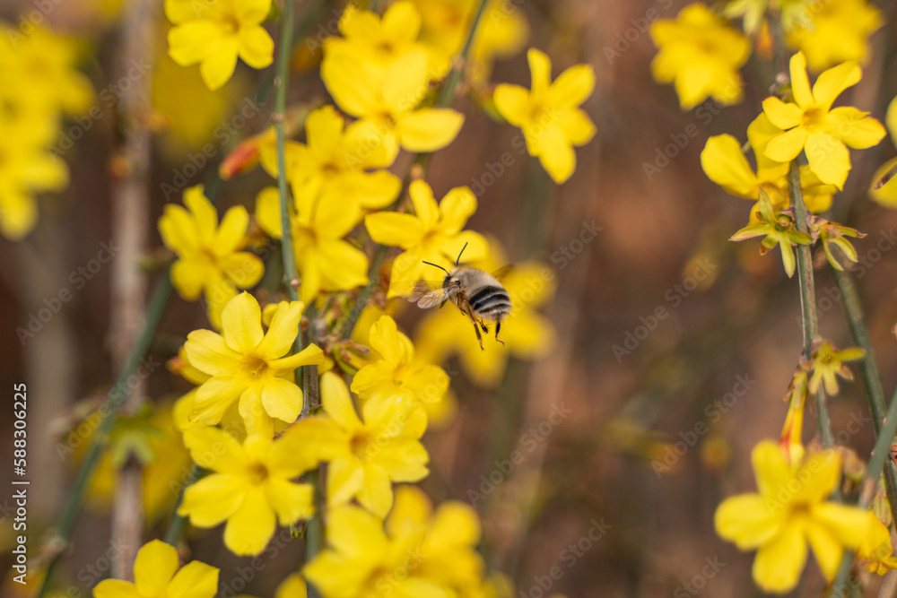 Bees dancing on petals, welcoming spring flowers with spring vitality Bees dancing on petals, welcoming spring flowers with spring vitality