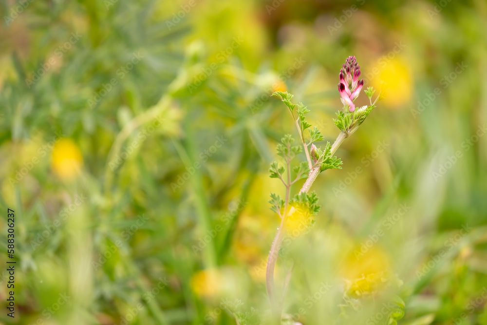 Fumaria officinalis flowering in a meadow .Fumaria officinalis is a herbaceous annual flowering plant,healing for skin problems, blood purification. Fumaria officinalis flowering in a meadow .Fumaria officinalis is a herbaceous annual flowering plant,healing for skin problems, blood purification.