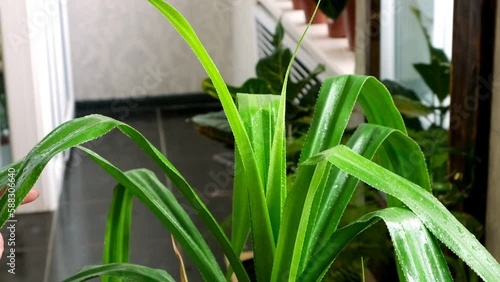 Indoor plants, flowers close-up. Care of indoor plants at home. Flower shop. A person waters indoor plants. plant care