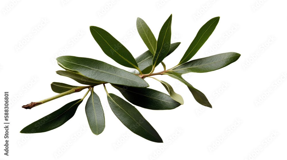 植物, 部品, オリーブ, green leaves, 緑 植物, 部品, オリーブ, green leaves, 緑