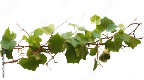 植物, 部品, ぶどう,, green leaves, 緑
