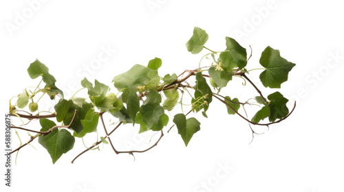 植物, 部品, ぶどう,, green leaves, 緑