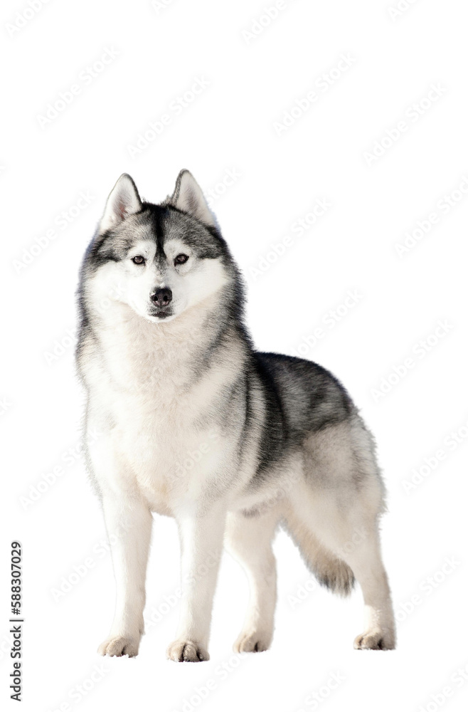 Siberian husky isolate on white background