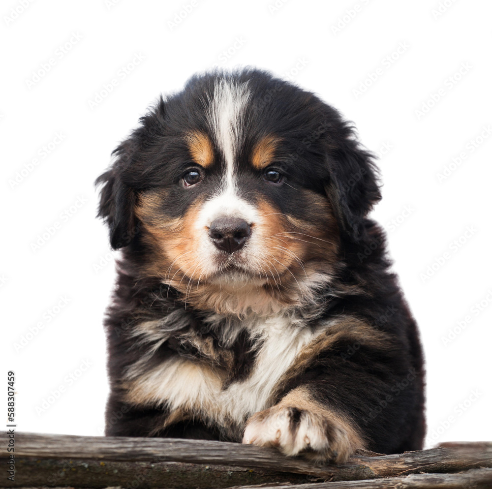 Bernese mountain dog puppy isolate on white background