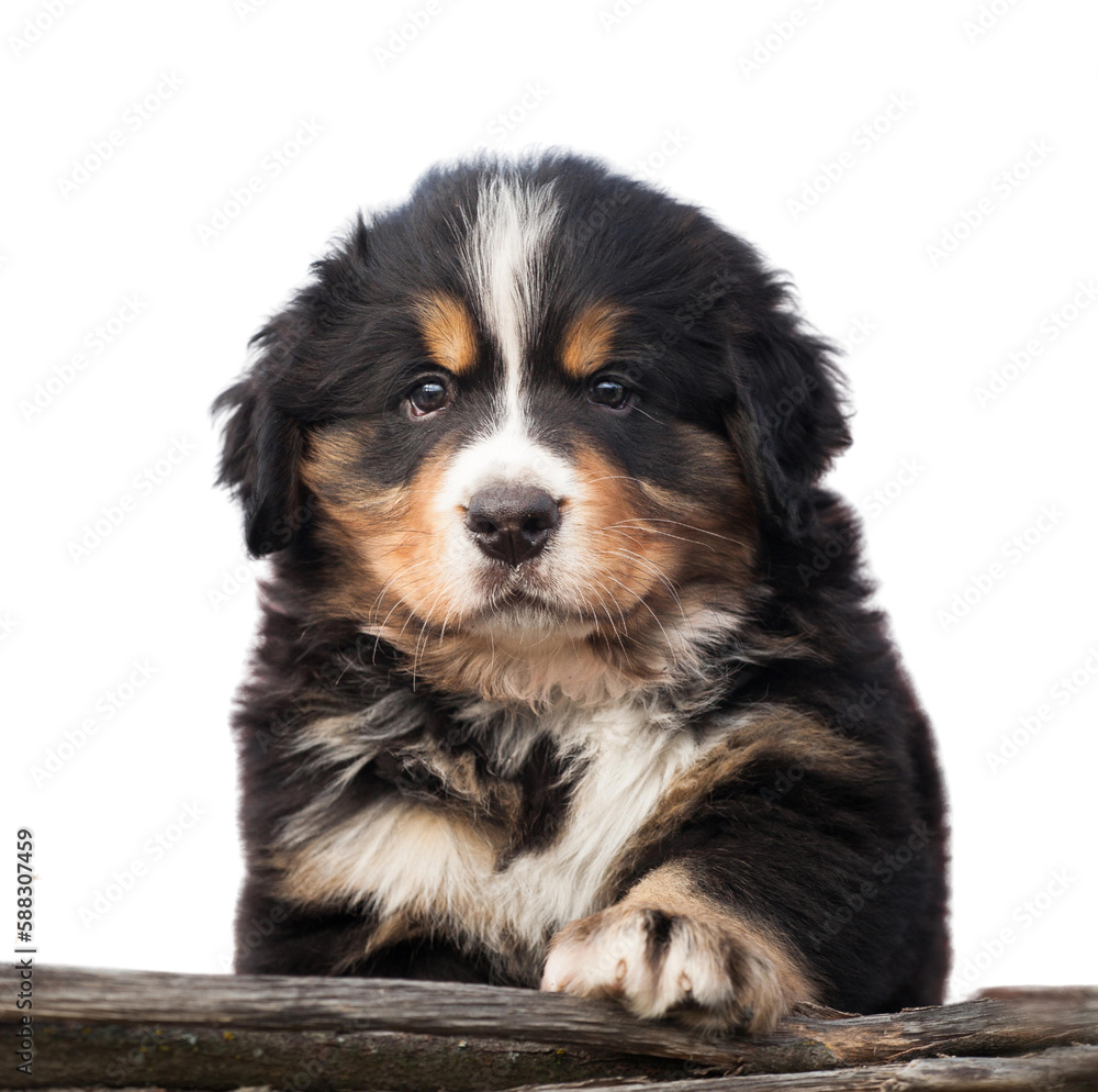 Bernese mountain dog puppy isolate on white background Bernese mountain dog puppy isolate on white background