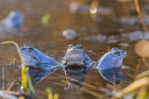 Moorfrosch (Rana arvalis) in der Paarungszeit