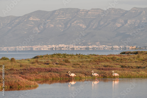 Spain, Catalonia, Three flamingos walking along grassy bank of Ebro river in Llacuna de la Tancada park