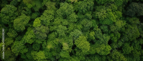 Beautiful bird's-eye view of the rainforest.Aerial view. Panoramic shot. Generative AI © ZinetroN