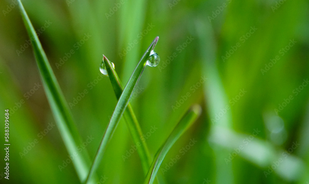 raindrops on a grass blade. A beautiful artistic image of beauty and purity of environment.. raindrops on a grass blade. A beautiful artistic image of beauty and purity of environment..