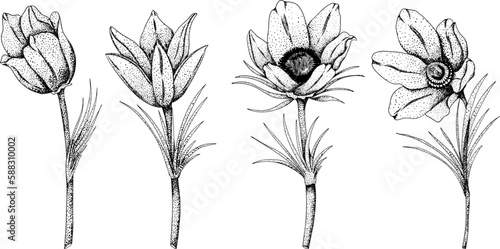 Set pasqueflower (Pulsatilla pratensis) flowers. Hand drawn spring flowers. Monochrome vector botanical illustrations in sketch, engraving style.