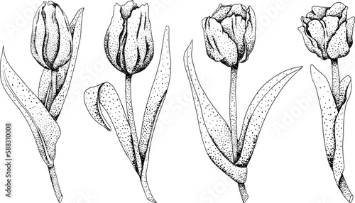 Set tulip flowers. Hand drawn spring flowers. Monochrome vector botanical illustrations in sketch, engraving style.