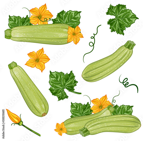 compositions with fresh green zucchini with leaves and flowers on a transparent background. vector botanical realistic illustration of pumpkin fruit, zucchini