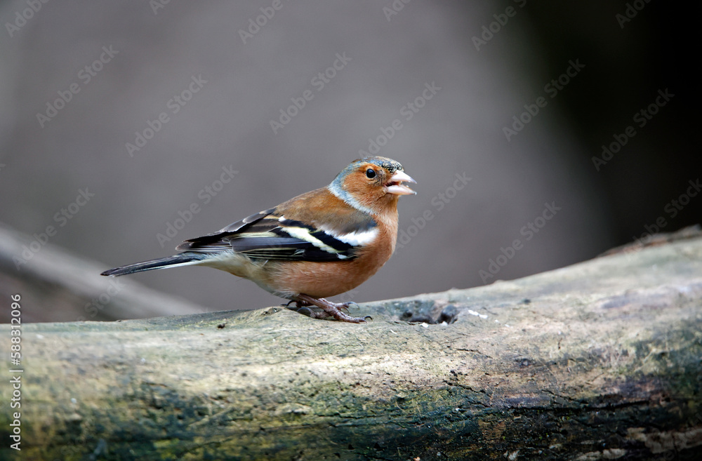 Chaffinches feeding at a woodland site Chaffinches feeding at a woodland site