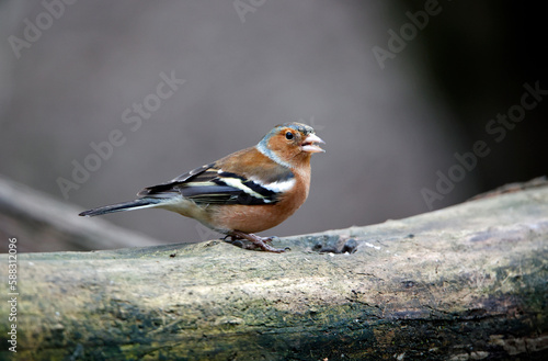 Chaffinches feeding at a woodland site © Stephen