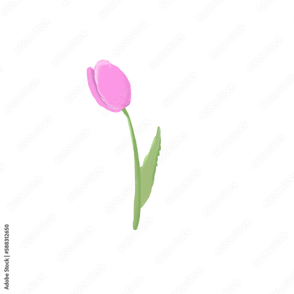 pink tulip pink tulip