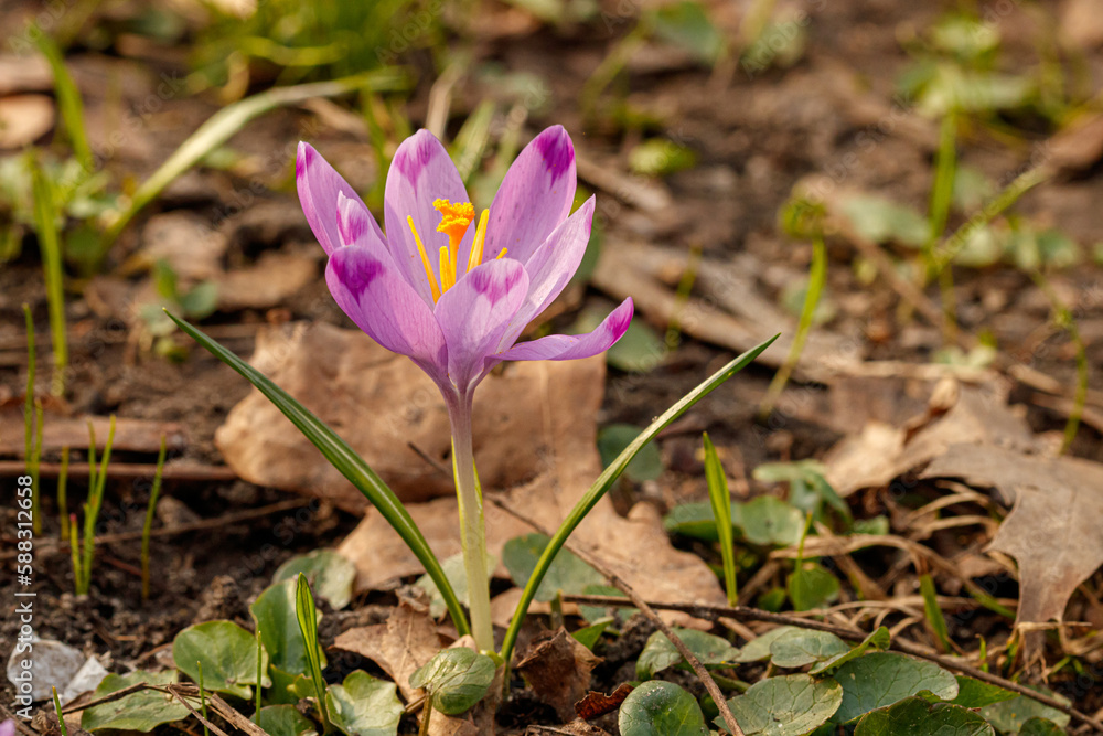 Purple beautiful blooming crocuses in spring against the background of grass Purple beautiful blooming crocuses in spring against the background of grass