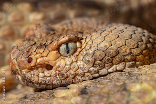 Spotted Rattlesnake. Mitchell's rattlesnake. A white rattlesnake. Crotalus mitchellii.