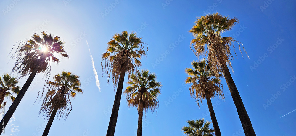 Fototapeta premium Palm trees against the blue sky, on a sunny day. Bright and rich natural background. Nice, France, Cote d'Azur, French Riviera