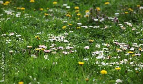 a field of green grass and flowers, white and pink flowers and yellow dandelions